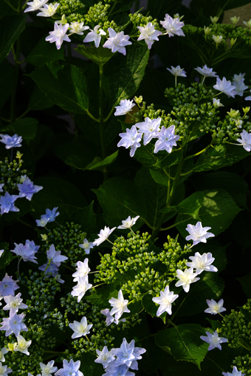 星形の花を持つガクアジサイが咲いていました。