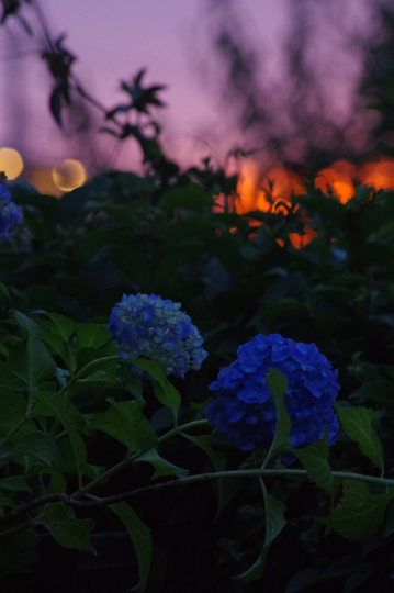 紫陽花2018.5.31