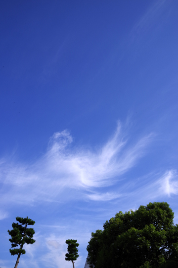 火の鳥みたいな雲が出ています。