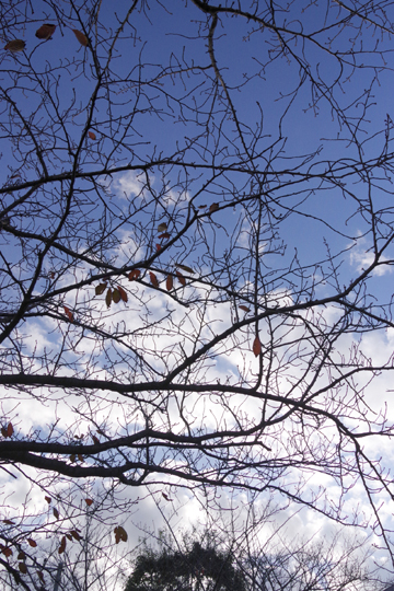 桜の木が葉を落としていました。