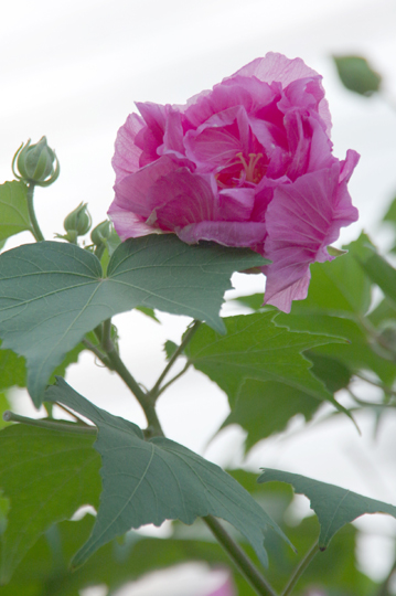 近くで撮った芙蓉の花です。