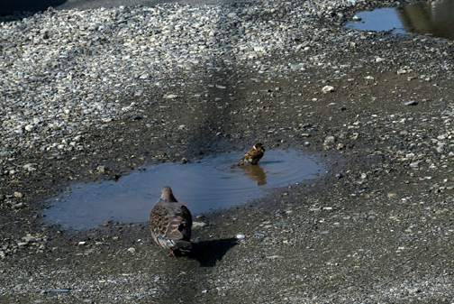 水浴び2017.5.24_04