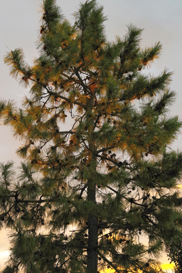 庭先の松の木が金色に輝いていました。