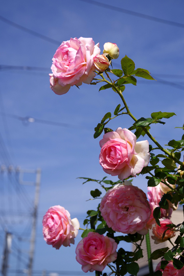 バラの花が満開になっています。