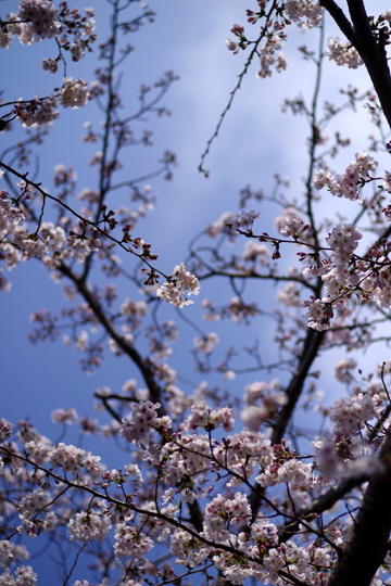 近くの公園にはソメイヨシノが咲いています。