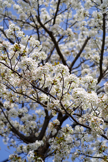 近所の桜も花開きました。