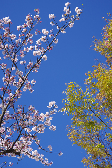 近所の公園の桜と新緑です。