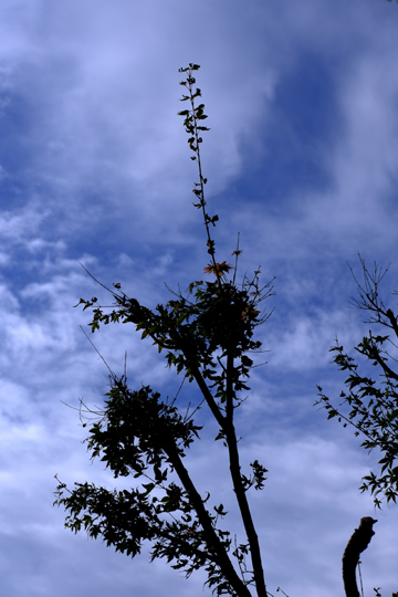 朝の空_2019.9.22