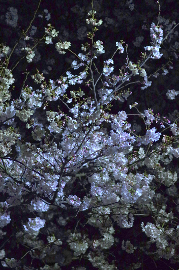 近所の夜桜が満開でした。