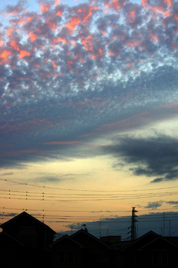 東空のうろこ雲が紅く光っていました。