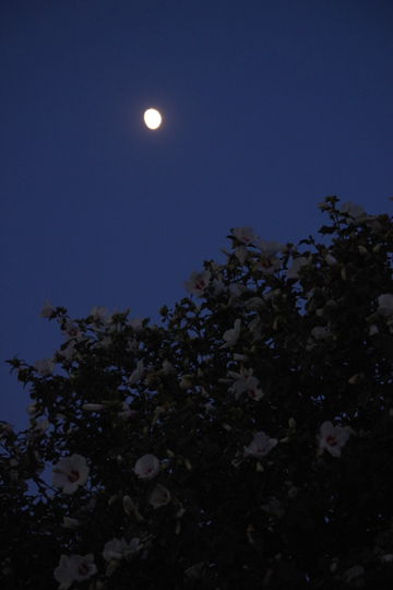 今宵の夕月とムクゲの花。