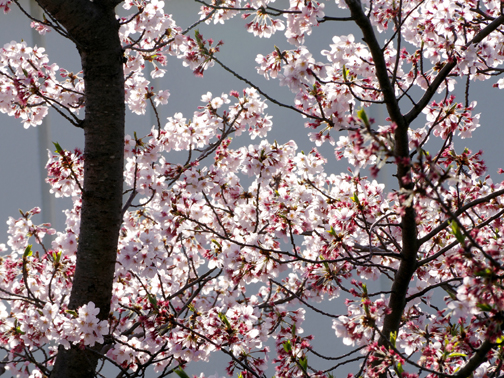 庭の桜。