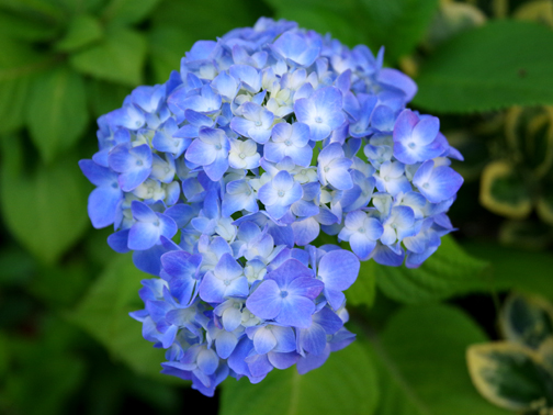 紫陽花が咲き始めました。