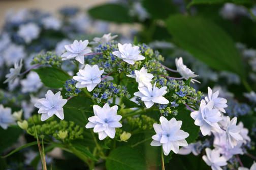 紫陽花に寄せる思いのはかなくて。