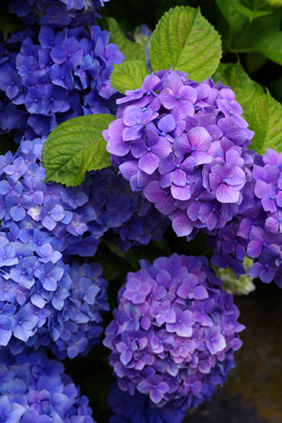 しづかなる紫陽花の花は悲しからずや。