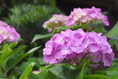 散歩道の紫陽花