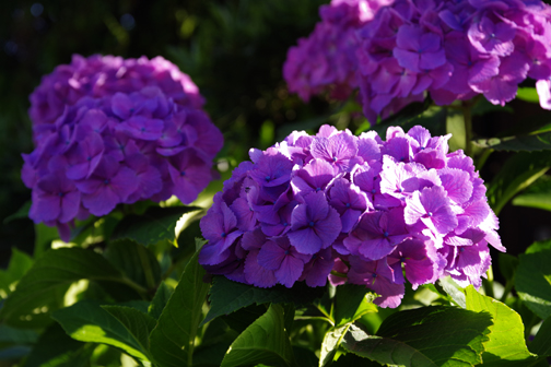 散歩道の紫陽花