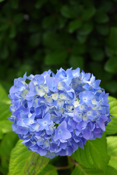 散歩道の紫陽花