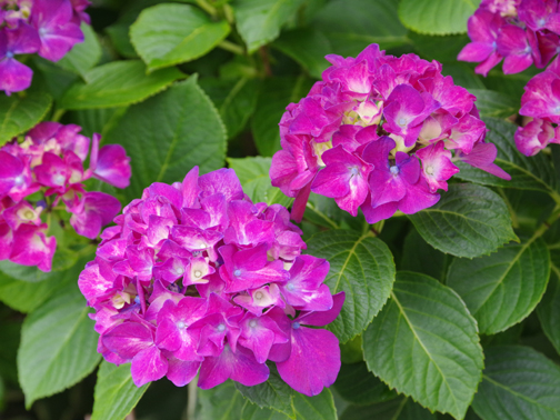 赤紫の紫陽花、今年も咲きました。