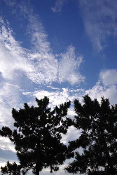 青空がひろがり始めています。