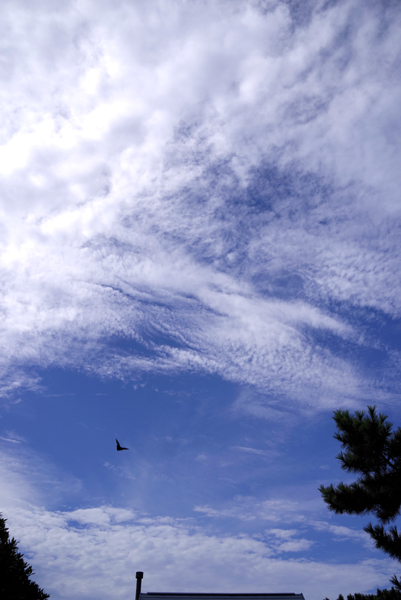 雨が上がって青空がひろがりました。