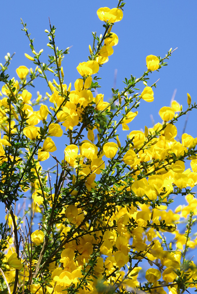 昨日の朝撮ったエニシダの花です。