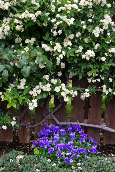 近所のお宅の花がきれいでした