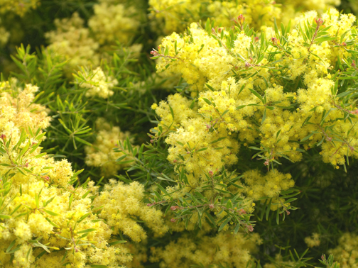 近所のお花。