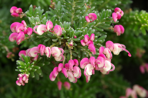 多肉植物に花が咲いていました。