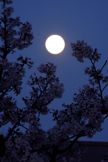 桜と望月