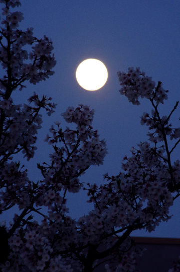 今宵は弥生十五夜の望月です。