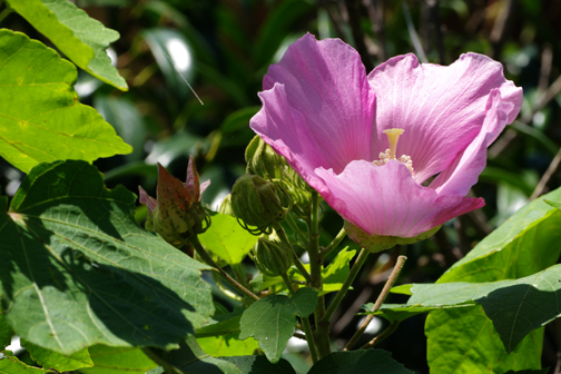 芙蓉の花