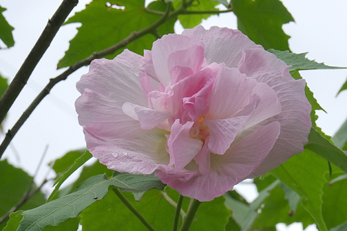 まだまだ芙蓉の花がきれいです。