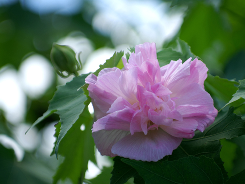 近所の芙蓉の花です。