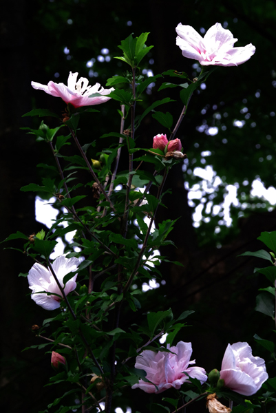 近くの小公園のムクゲの花。