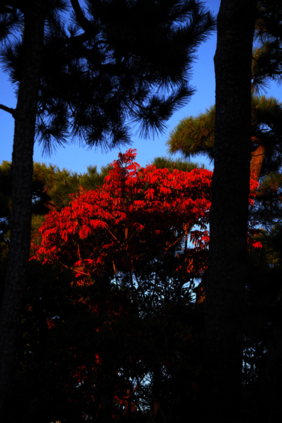 紅葉が燃えています。