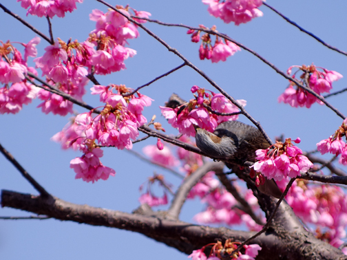 河津桜とヒヨドリ