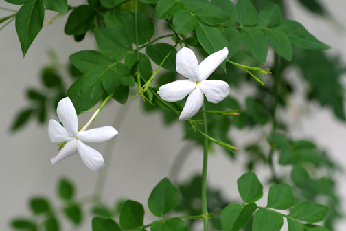 ジャスミンの花もそろそろ終わり。