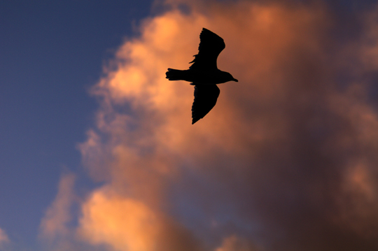 夕空を舞うカモメ