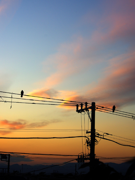 夕暮れのカラス