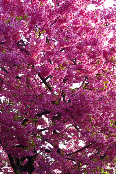 河津桜