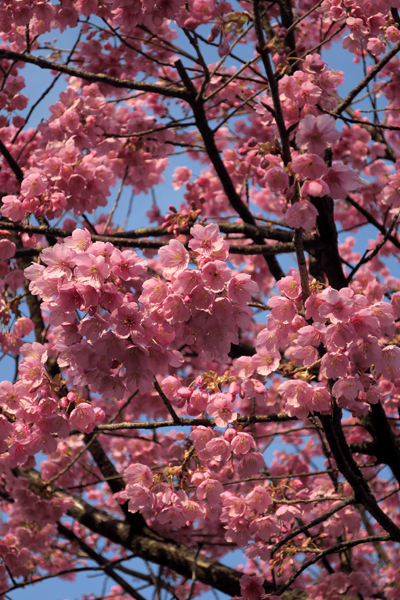 河津桜