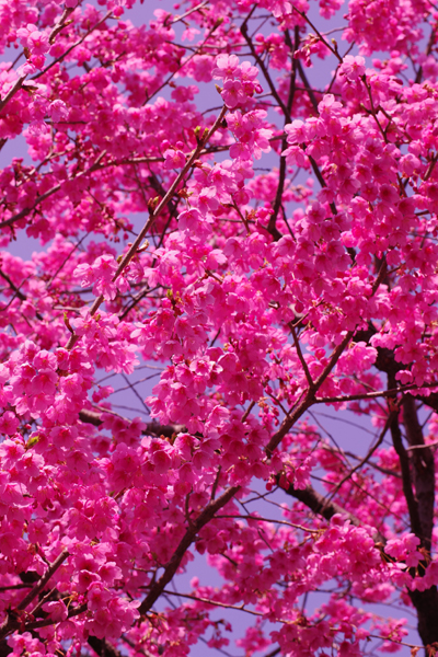 河津桜満開です。