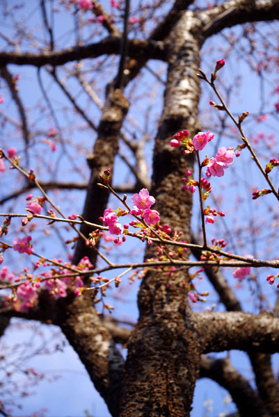 河津桜が咲き始めました。