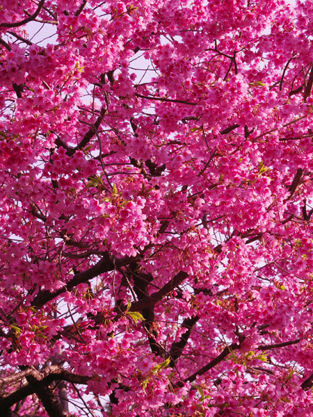 近所の河津桜が満開です。