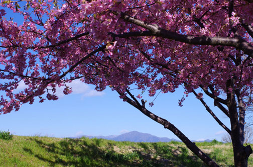 河津桜