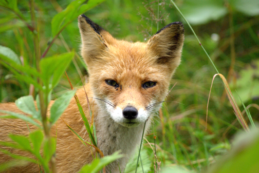 キタキツネくんの想い出。