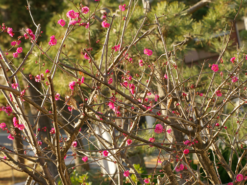 庭の梅が花開いてきました