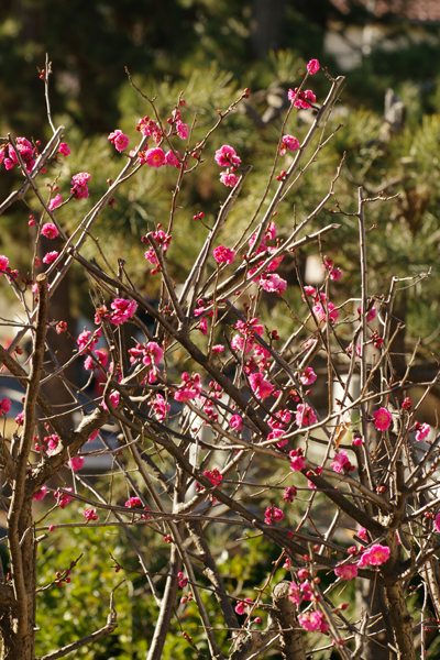 紅梅がだいぶ花開きました。