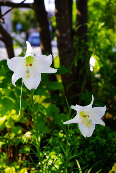 近くの教会の百合の花。